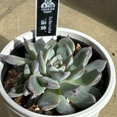 レッドベリー❣️超モリモリ❣️札付き❗️多肉植物 抜き苗 - メルカリ