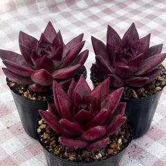 多肉植物　韓国苗　熟柿