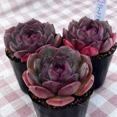 ウォングム農場◎ファインローズ◎多肉植物 カット苗 輸入苗