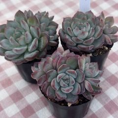 ウォングム農場◎チャラ(群生)◎多肉植物 カット苗 輸入苗 エケベリア等 ウォングム農場◎レッドロンギシマ◎多肉植物 カット苗 輸入苗