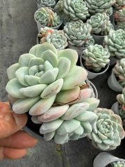 16株の抜き苗セット】バンシー 多肉植物 佐川急便発送 エケベリア 韓国