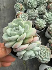 【12株の抜き苗セット】アイスグリーン　多肉植物　佐川急便発送　エケベリア　韓国苗　SF109