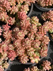 2025年最新】花団錦の人気アイテム - メルカリ