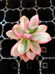 多肉植物　ピンクバレンタイン錦　大苗