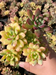 【18株の抜き苗セット】マクドガリー錦　多肉植物　佐川急便発送　エケベリア　韓国苗　ZZ41