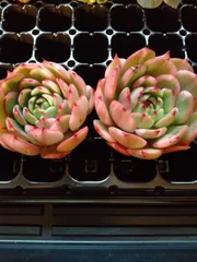 フラメンコ錦セット　A　B