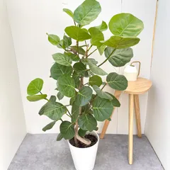 2025年最新】シーグレープの人気アイテム - メルカリ