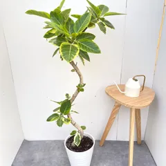 2025年最新】フィカスアルテシマの人気アイテム - メルカリ