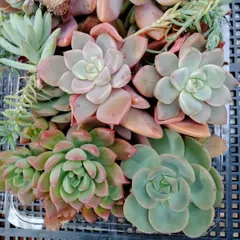 多肉植物(寄植えセット)カット苗