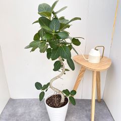 フィカス ベンガレンシス 曲がり 3【現品】観葉植物 大型 室内 - メルカリ