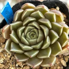 多肉植物 メキシコミニマ×トバレンシス交配 実生 2023オリジナルエケベリア