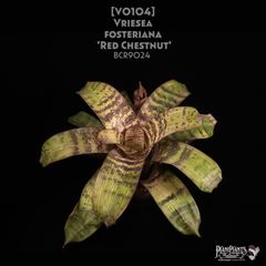 送料無料】Neoregelia 'Bombshell Marginated'〔ネオレゲリア〕現品