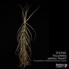 送料無料】Neoregelia 'Bombshell Marginated'〔ネオレゲリア〕現品