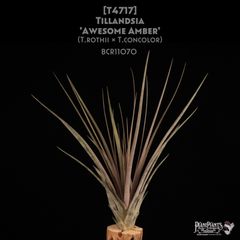 ブロメリア・エアープランツ Neoregelia 'Bombshell Marginated' N0600