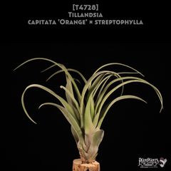 ブロメリア・エアープランツ Neoregelia 'Bombshell Marginated' N0600