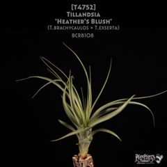 送料無料】Neoregelia 'Bombshell Marginated'〔ネオレゲリア〕現品