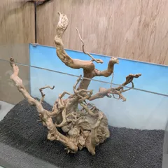 2025年最新】ADA ブランチウッドの人気アイテム - メルカリ