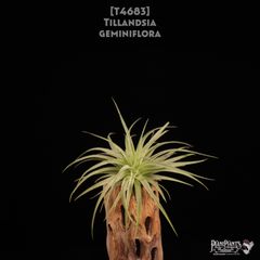 送料無料】Neoregelia 'Red Buff'〔ネオレゲリア〕現品発送N0622