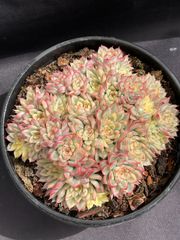 XJB450 ゼリーオレンジ 韓国苗 多肉植物 抜き苗 エケベリア 即購入可 1