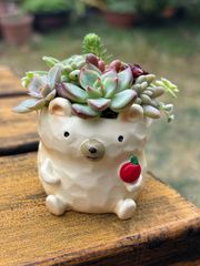 多肉植物＊クリスマス寄せ植え☆長ぐつくまちゃん☆そのまま飾れる