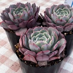 アフターグロー アフターグロウ 薄葉 大型 エケベリア 多肉植物 - メルカリ