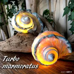 2026年最新】夜光貝 貝殻の人気アイテム - メルカリ