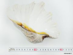 巨大肉厚ヒレシャコガイ 両面 重量級 インテリア 飾り物 アクセサリー