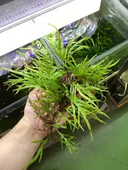 2025年最新】ミクロソリウム サラワクの人気アイテム - メルカリ