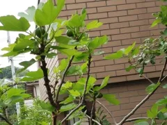 【大幅値下げ】いちじく サンピエロ(苗１本)｜特大果実＆特甘！家庭栽培OK・コンパクト樹形のサムネイル