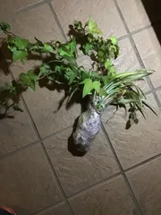 観葉植物セット混合ネコポス匿名