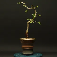 2025年最新】コミフォラの人気アイテム - メルカリ