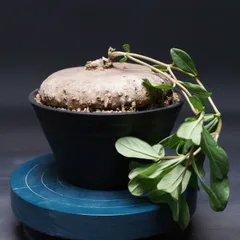 2026年最新】Brachystelmaの人気アイテム - メルカリ