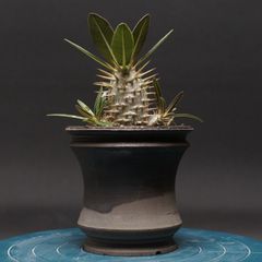 ユーフォルビア ノベリー【閃光閣】 