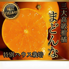 濃厚❗️ハウス栽培　紅❗️まどんな　あいか　マドンナ　愛果28号　みかん　箱込1〜1.3k家庭用
