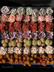 2025年最新】多肉植物 エケベリア セットの人気アイテム - メルカリ