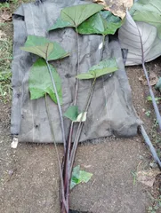 2025年最新】タロイモの人気アイテム - メルカリ