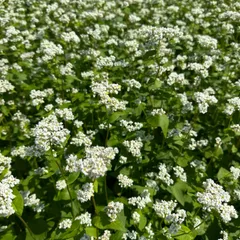 ナオナオ様専用