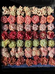 2025年最新】多肉植物 韓国苗 セットの人気アイテム - メルカリ