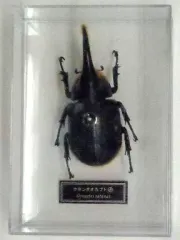 2026年最新】ディアゴスティーニ 世界の昆虫の人気アイテム - メルカリ