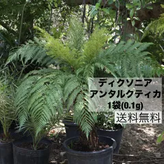 2025年最新】ディクソニア・アンタルクティカの人気アイテム - メルカリ