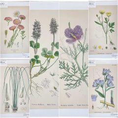 ⑧ 美しい植物画 15枚 1952年 BLUMEN Elsa Felsko - メルカリ