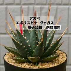 2025年最新】エボリスピナ 種の人気アイテム - メルカリ