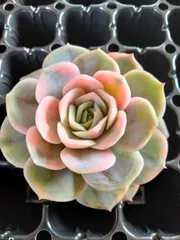 多肉植物　ブルーサプライズ錦