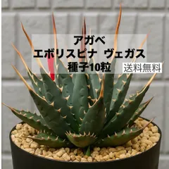 2025年最新】アガベエボリスピナの人気アイテム - メルカリ
