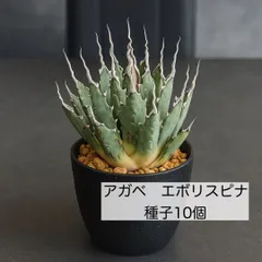 2025年最新】エボリスピナの人気アイテム - メルカリ