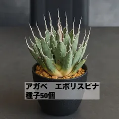 2025年最新】エボリスピナの人気アイテム - メルカリ