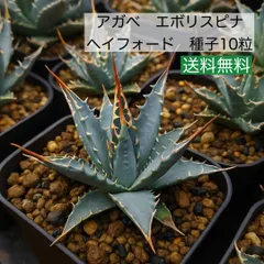 2025年最新】エボリスピナ ヘイフォードの人気アイテム - メルカリ