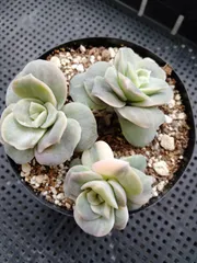 2025年最新】ラブリーローズ錦の人気アイテム - メルカリ