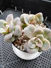 多肉植物　ラブリーローズ錦　赤　葉挿し１年生