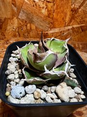 送料込み アガベ オアハカ実生ヤバ株の子株② - メルカリ